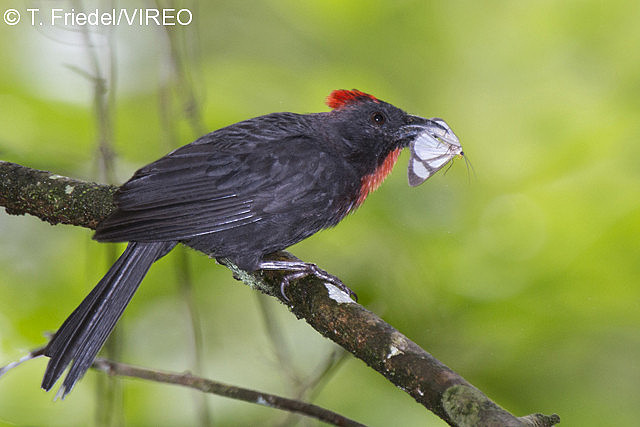 Sooty Ant-Tanager f26-20-073.jpg